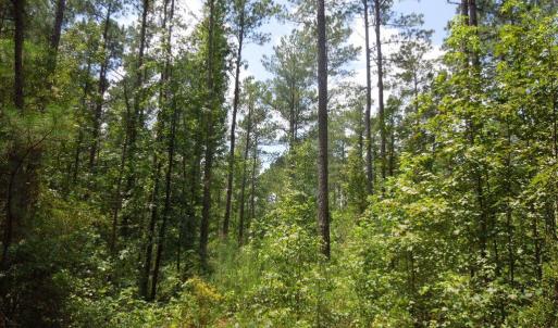 Photo #8 of 2200 Darroch, Lillington, NC 44.1 acres
