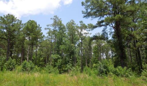 Photo #5 of 2200 Darroch, Lillington, NC 44.1 acres