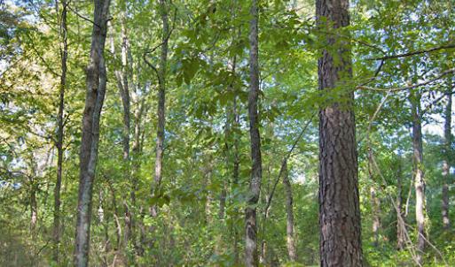 Photo #17 of 1738 Laurel Mill-centerville, Louisburg, NC 15.8 acres