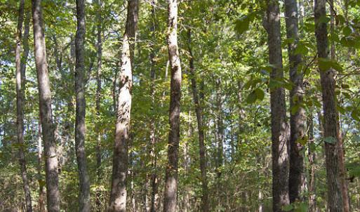 Photo #14 of 1738 Laurel Mill-centerville, Louisburg, NC 15.8 acres