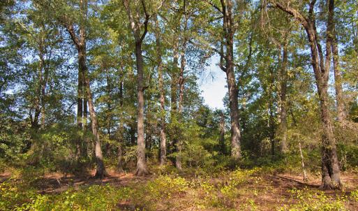 Photo #12 of 1738 Laurel Mill-centerville, Louisburg, NC 15.8 acres