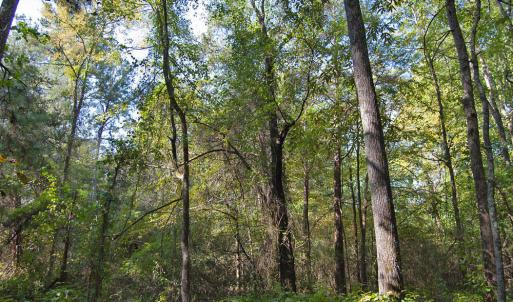 Photo #8 of 1738 Laurel Mill-centerville, Louisburg, NC 15.8 acres