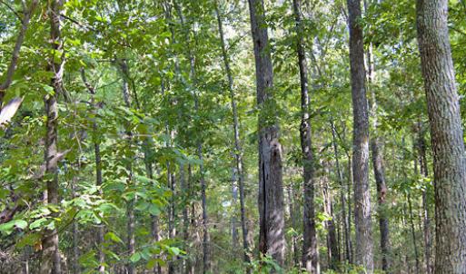 Photo #19 of 1738 Laurel Mill-centerville, Louisburg, NC 15.8 acres