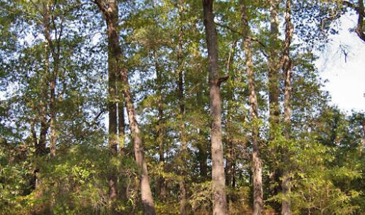 Photo #10 of 1738 Laurel Mill-centerville, Louisburg, NC 15.8 acres