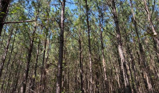 Photo #20 of Lot 2 Hwy 42, Goldston, NC 13.9 acres