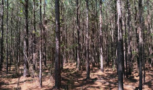 Photo #21 of Lot 2 Hwy 42, Goldston, NC 13.9 acres