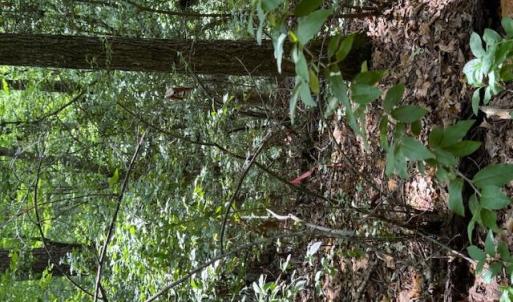 Photo #6 of Redgate, Pittsboro, NC 8.4 acres