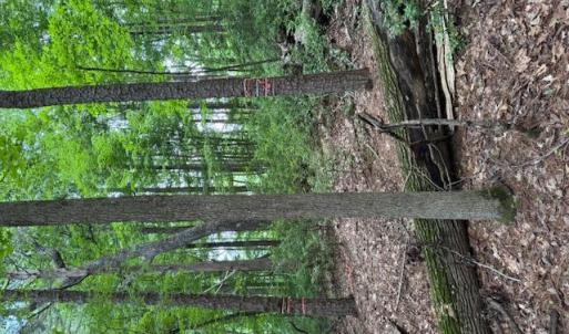 Photo #7 of Redgate, Pittsboro, NC 8.4 acres