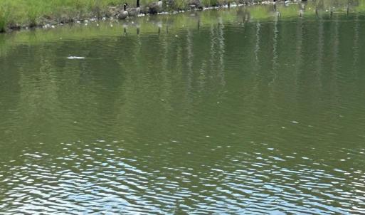 Photo #11 of 230 Bealy Farm, Zebulon, NC 2.7 acres
