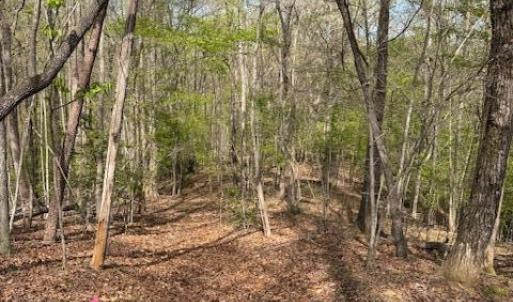 Photo #5 of Seven Island (tr 3), Danbury, NC 16.1 acres