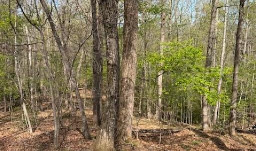 Photo #4 of Seven Island (tr 3), Danbury, NC 16.1 acres
