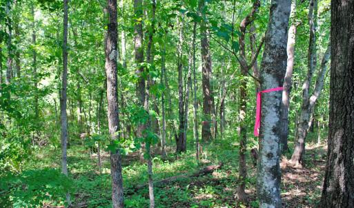 Photo #10 of 12 Rock Mill, Henderson, NC 12.5 acres