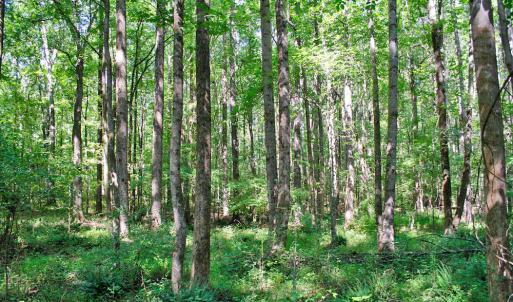 Photo #11 of 12 Rock Mill, Henderson, NC 12.5 acres