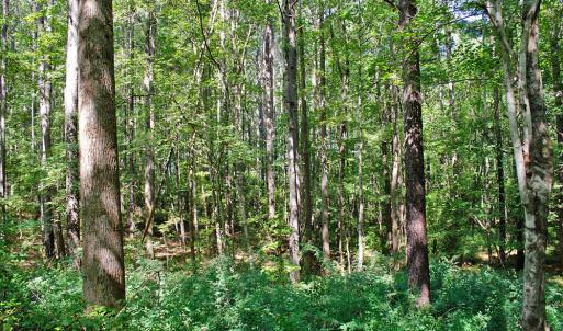 Photo #13 of 12 Rock Mill, Henderson, NC 12.5 acres
