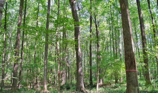 Photo #12 of 12 Rock Mill, Henderson, NC 12.5 acres