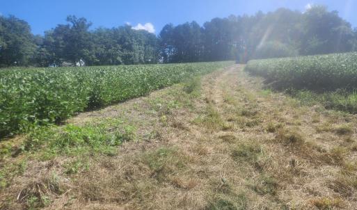 Photo #14 of Epsom Rocky Ford, Henderson, NC 32.0 acres