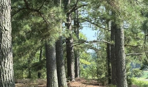 Photo #19 of 6056 Hobgood, Rougemont, NC 300.0 acres