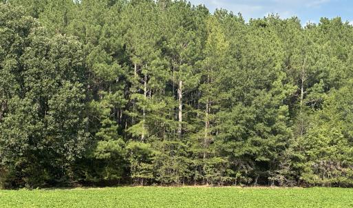 Photo #9 of 6056 Hobgood, Rougemont, NC 300.0 acres