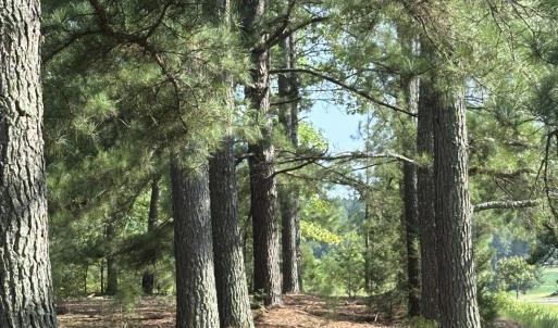 Photo #20 of 6056 Hobgood, Rougemont, NC 300.0 acres