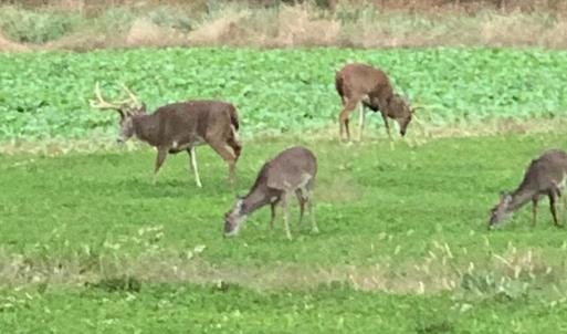 Photo #6 of 6056 Hobgood, Rougemont, NC 300.0 acres