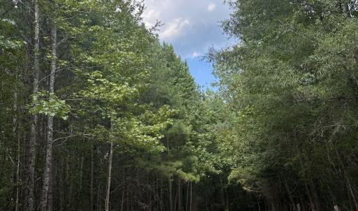 Photo #5 of 6056 Hobgood, Rougemont, NC 300.0 acres