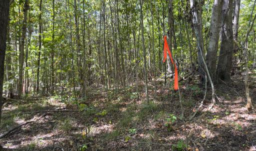 Photo #34 of Park Springs, Ruffin, NC 26.4 acres