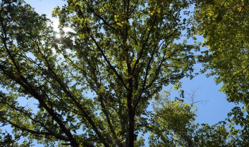 Photo #16 of Park Springs, Ruffin, NC 26.4 acres