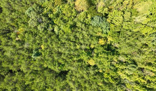 Photo #15 of Park Springs, Ruffin, NC 26.4 acres