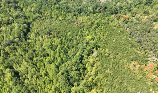 Photo #7 of Park Springs, Ruffin, NC 26.4 acres