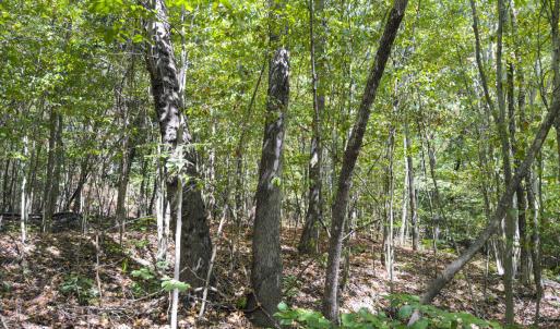 Photo #49 of Park Springs, Ruffin, NC 26.4 acres