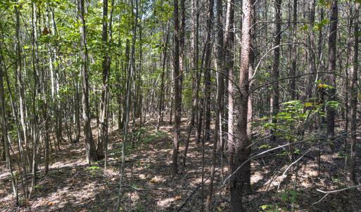 Photo #43 of Park Springs, Ruffin, NC 26.4 acres