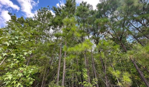 Photo #6 of Nc-43, Macon, NC 18.3 acres