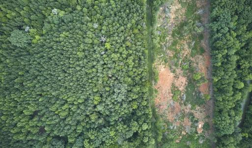 Photo #4 of Beal, Robbins, NC 59.0 acres