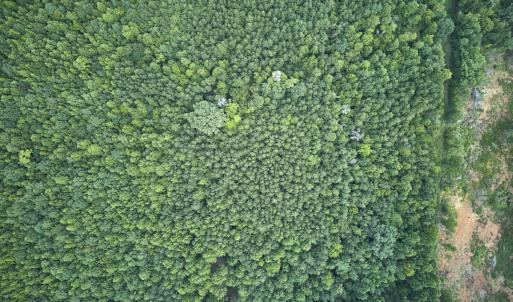 Photo #13 of Beal, Robbins, NC 59.0 acres