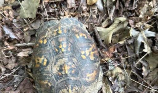 Photo #25 of 873 Six Mile, Chapel Hill, NC 10.0 acres