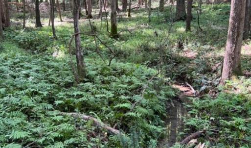 Photo #20 of 873 Six Mile, Chapel Hill, NC 10.0 acres