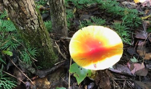 Photo #21 of 873 Six Mile, Chapel Hill, NC 10.0 acres