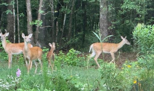Photo #26 of 873 Six Mile, Chapel Hill, NC 10.0 acres
