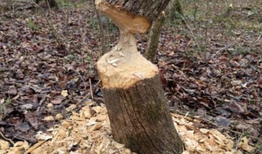 Photo #23 of 873 Six Mile, Chapel Hill, NC 10.0 acres