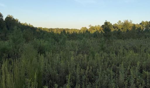 Photo #2 of 12 Acres Hope Creek, Spring Hope, NC 12.0 acres