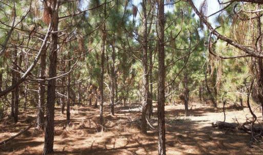 Photo #5 of Tbd Hwy 24 And Marks Rd, Cameron, NC 12.8 acres