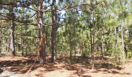 Photo #13 of Tbd Hwy 24 And Marks Rd, Cameron, NC 12.8 acres