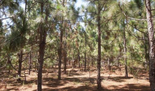 Photo #3 of Tbd Hwy 24 And Marks Rd, Cameron, NC 12.8 acres