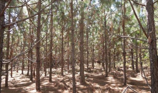 Photo #4 of Tbd Hwy 24 And Marks Rd, Cameron, NC 12.8 acres