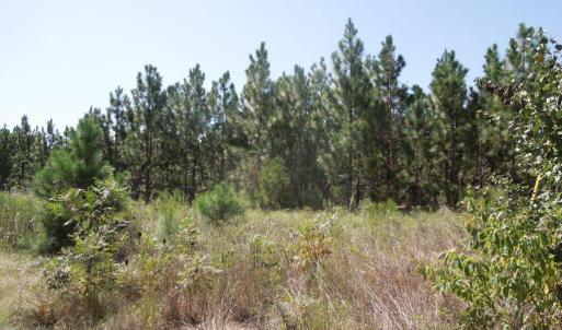 Photo #2 of Tbd Hwy 24 And Marks Rd, Cameron, NC 12.8 acres