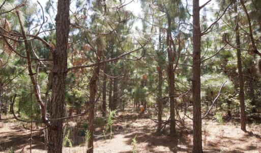 Photo #6 of Tbd Hwy 24 And Marks Rd, Cameron, NC 12.8 acres