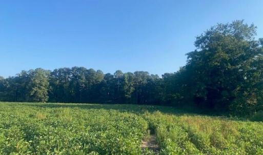 Photo #6 of Stott, Bailey, NC 13.3 acres