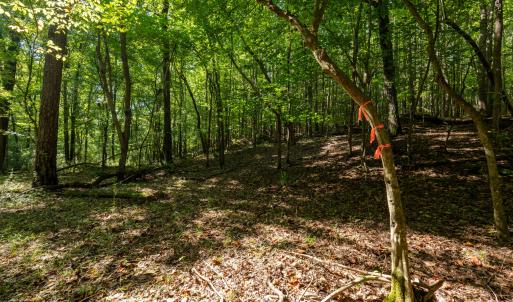 Photo #7 of 2643 Roberts Chapel, Goldston, NC 16.8 acres