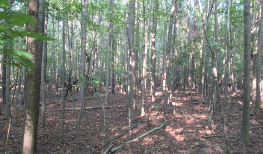 Photo #35 of 2643 Roberts Chapel, Goldston, NC 16.8 acres