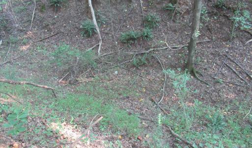 Photo #40 of 2643 Roberts Chapel, Goldston, NC 16.8 acres